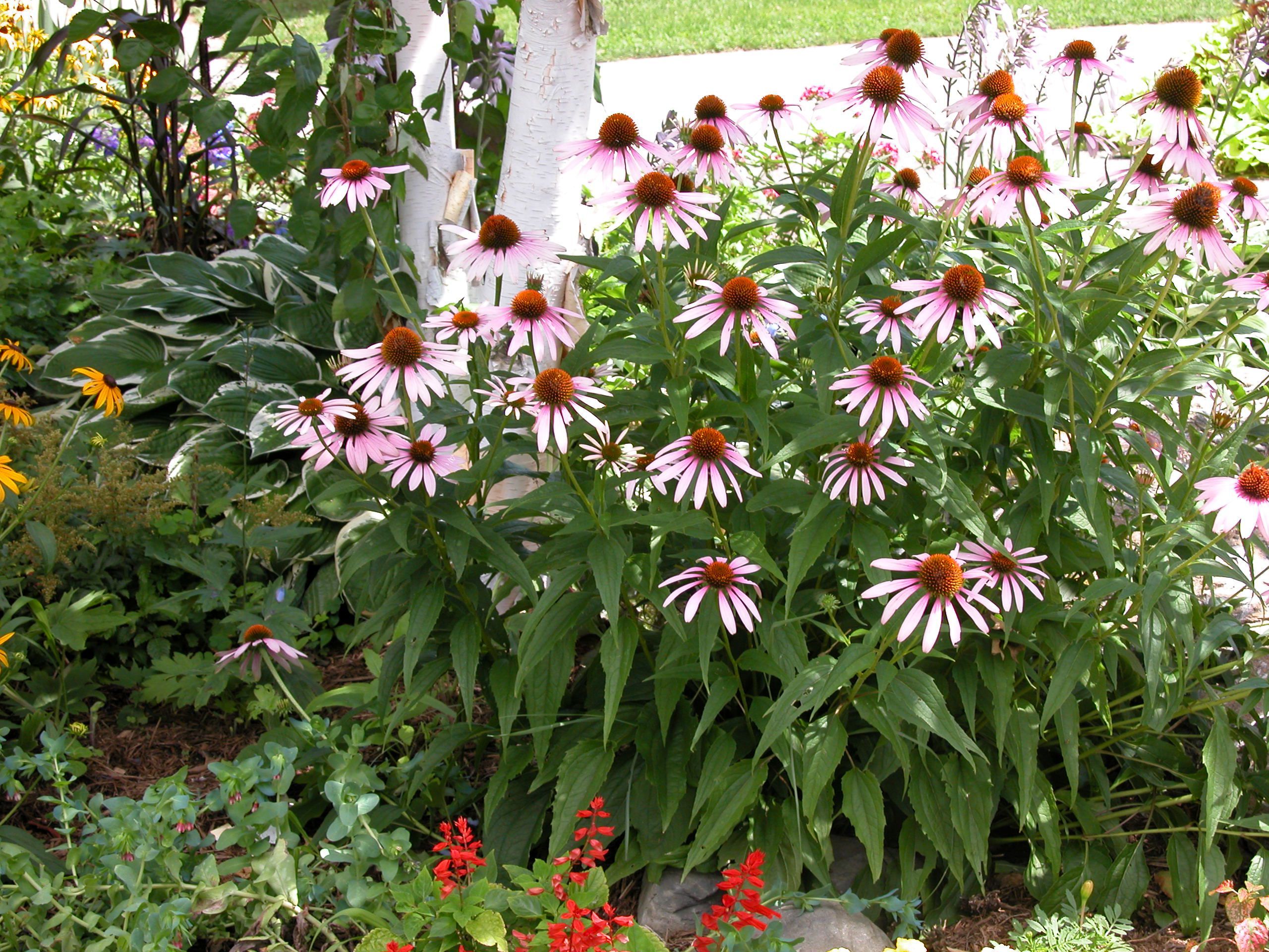 Coneflowers Garden Favorites for a Reason Long blooming perennials