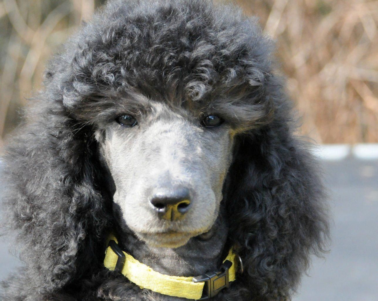 Dog Obedience Training Advice Dogtrainingvideo In 2020 Poodle