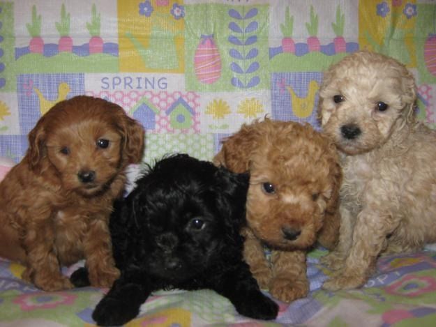 Poodle Mixes That Don T Shed Wow Com Image Results Cockapoo