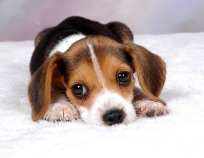 Perros Beagles Para Mi Son Hermosos Cute Beagles Baby Beagle