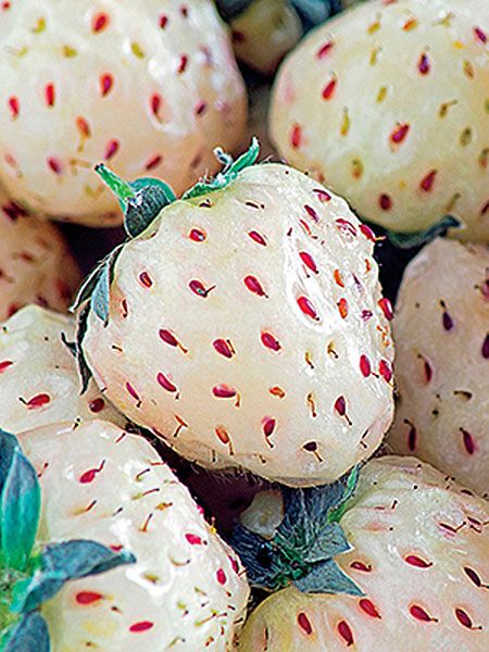 Wild Strawberries Organic Seeds Best Hybrid F1 Sweet Rare Everbearing up to 50 Seeds