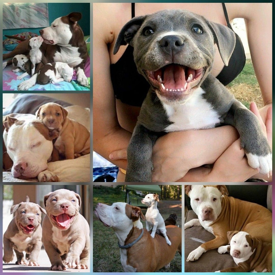 Pitbull Puppy Make Me Happy Pitbulls Pitbullpuppy Pitpuppy