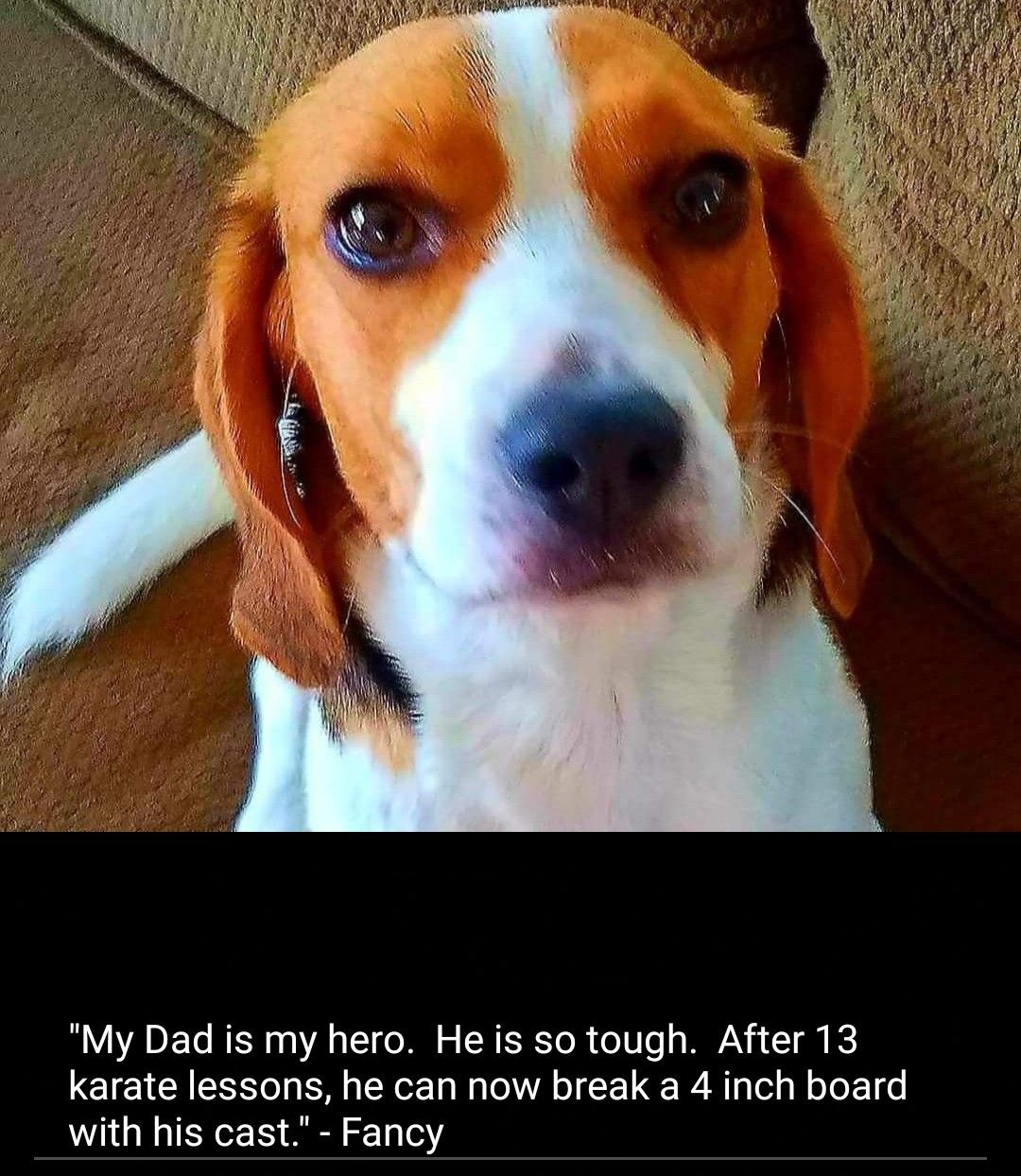 Pin By Mark Whitecotton On Beagle Memes Beagle Puppy Beagle