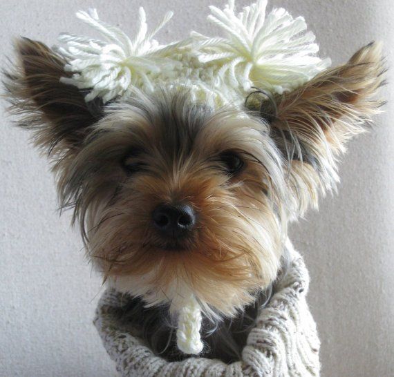 Cheerleader Team Sport Hat 2 To 20 Lb Dog Or Cat Yorkshire