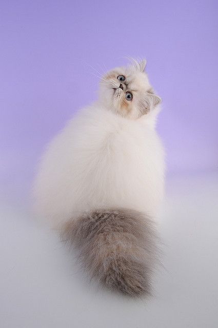 Himalayan Cat Katzen Schonen Katzen Hubsche Katzen