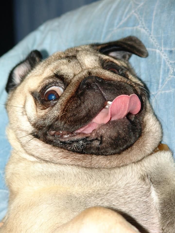 Pug Valli At Home And Outdoor Mops Veselye Mopsy I Samye Milye