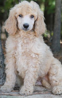 Apricot Cream Standard Poodles And Poodle Puppies For Sale