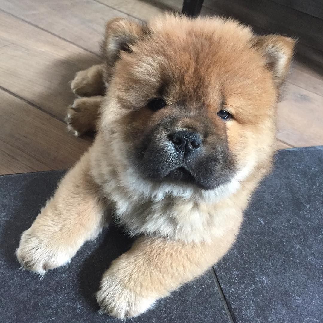 Pin By Dog Lovers On Chow Chow Chow Chow Puppy Baby Dogs Cute Dogs