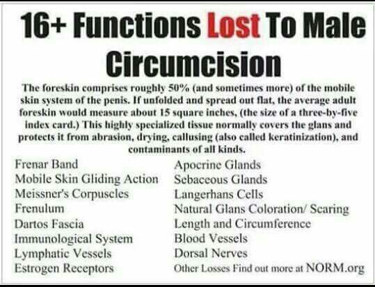 16 Functions Lost When You Re Circumcised Natural Birth