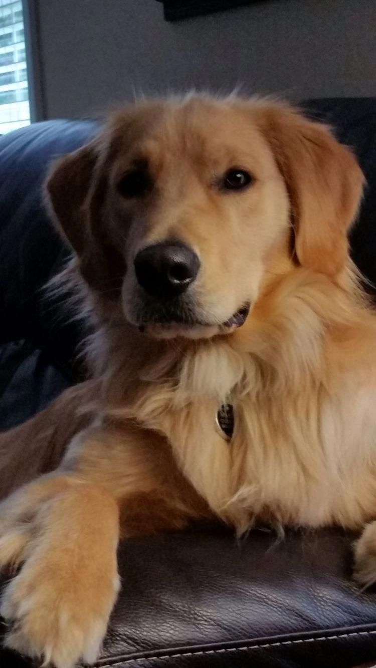 Golden Retriever Noble Loyal Companions Retriever Puppy