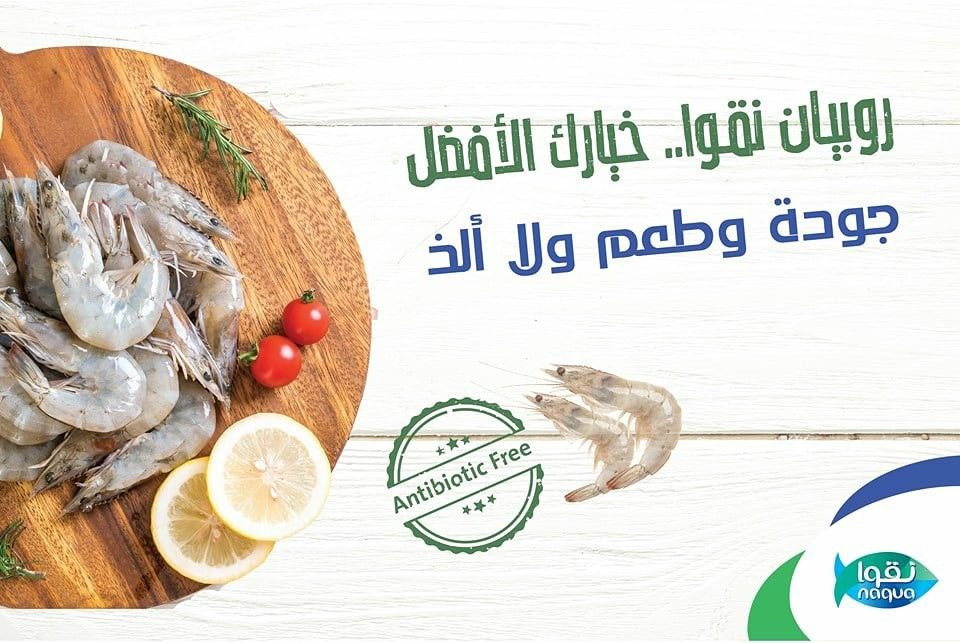 روبيان نقوا Shrimp Farming Antibiotic Free Fish Farming