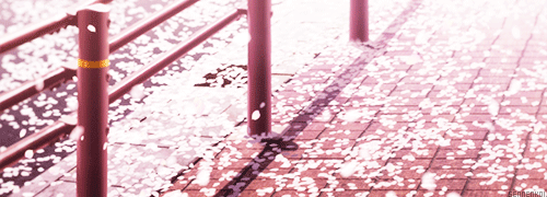 falling cherry blossoms gif