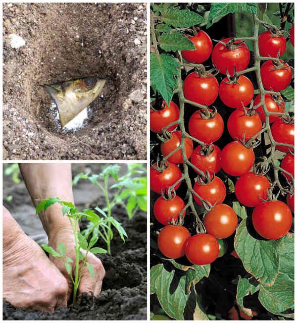 Plant Your Tomatoes This Way To Get A Bumper Crop With Images