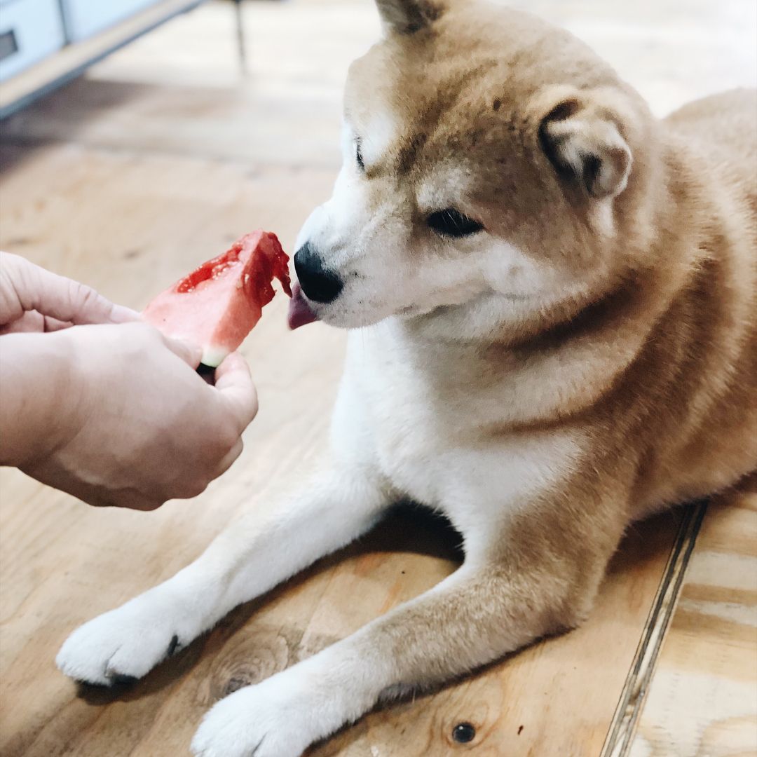 Eight Design スイカをもらったよ 柴犬 画像 柴犬 はち Eight Design スイカをもらったよ 柴犬 画像 柴犬 はち