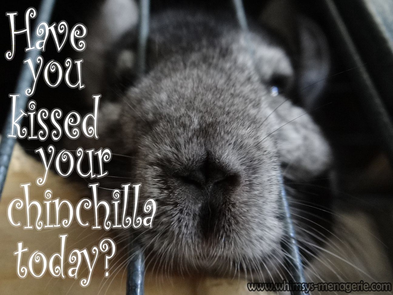 Home Whimsy's Menagerie & Chinchilla Rescue Chinchilla