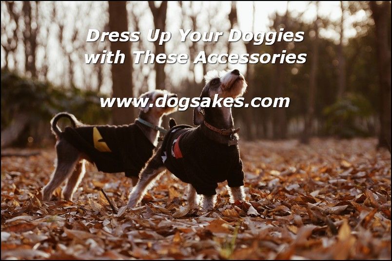 Interactive Dog Toys Dog Clothing Shopping Tips - Dog Sakes