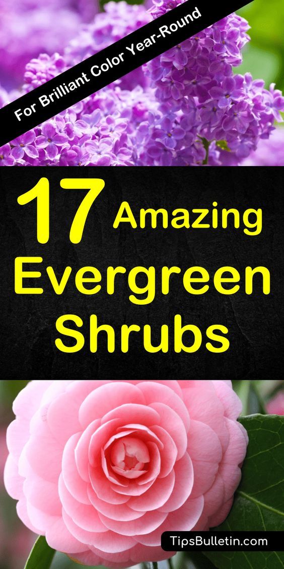 17 fast-growing evergreen shrubs that bloom all year long. Overview of a variety of small and dwarf shrubs used for privacy, in front of your house or for landscaping. Thes flowering plants do well in shade as well as full sun. Perfect for low maintenance. Shrubs For Landscaping, Shrubs For Privacy, Low Maintenance Landscaping, Garden Shrubs, Landscaping Ideas, Backyard Plants, Landscaping Software, Privacy Screens, Landscaping Front Of House