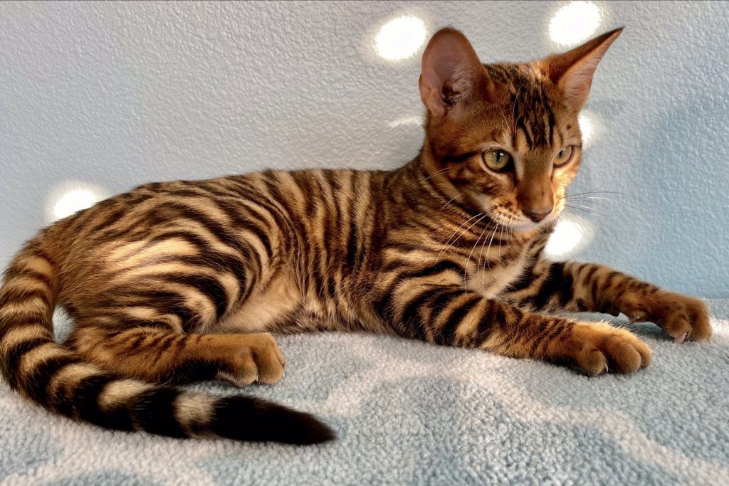 Bengal and Toyger Cat Pictures