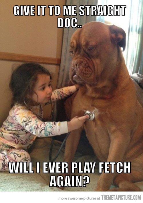 Distressed Dog Http Srsfunny Tumblr Com Cute Animals Funny