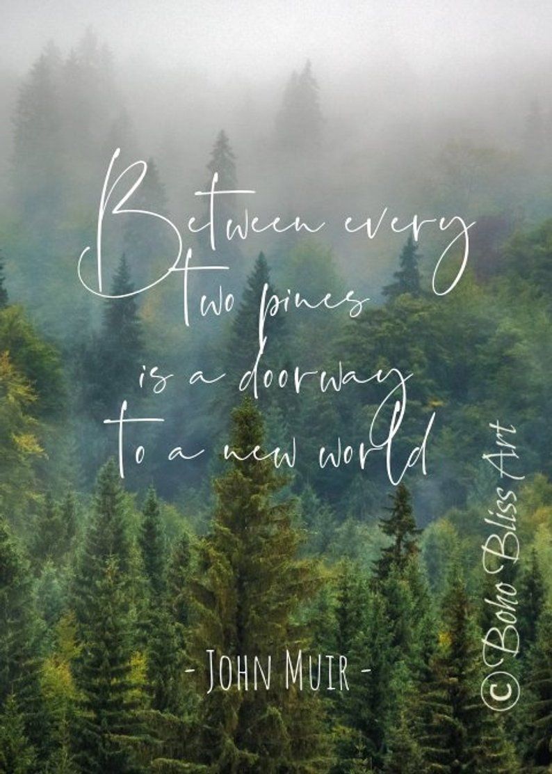 John Muir Quote Between Every Two Pines There Is Doorway To New