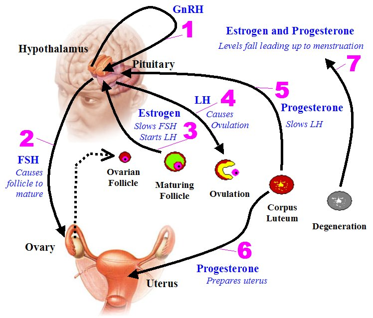 Complete Female Hormone Assessment Rhythm And Rhythm Plus