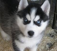 Kijiji Husky Husky Puppy Puppies With Blue Eyes Siberian