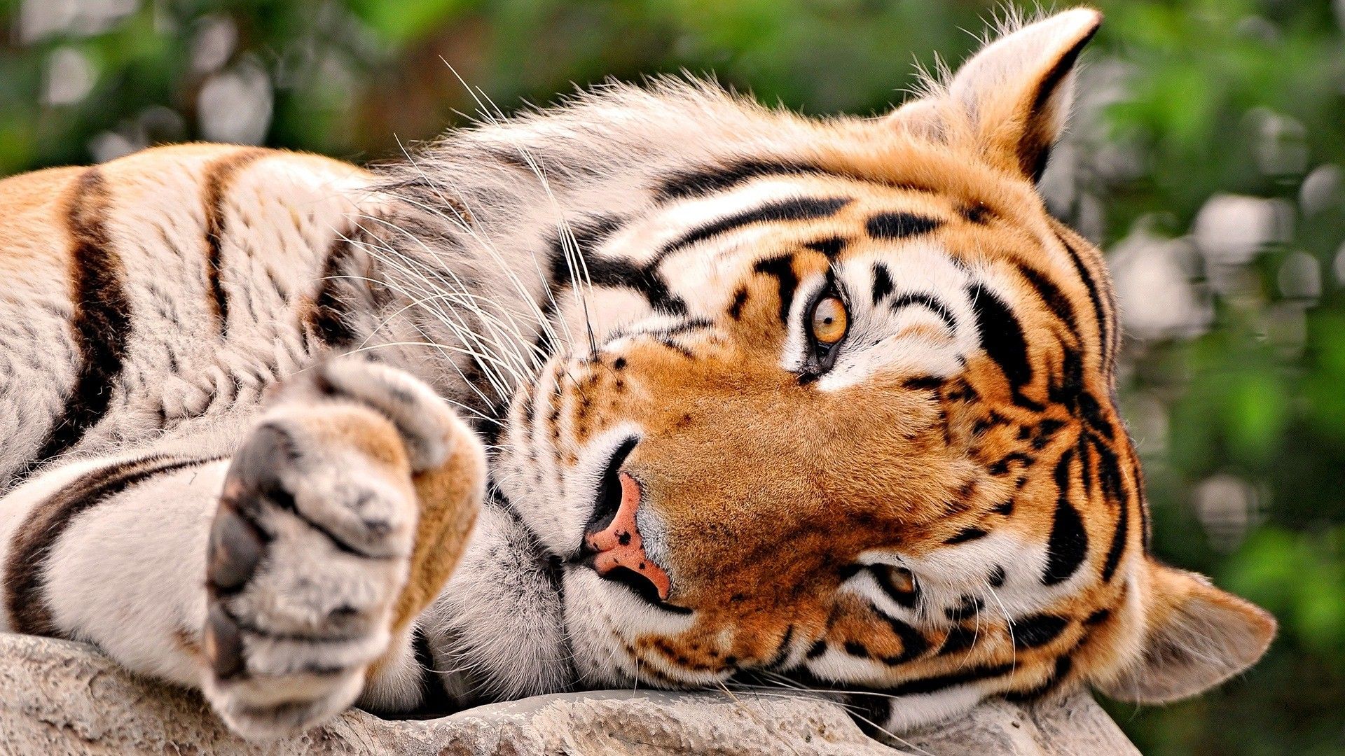 animals wallpapers free download p hd desktop images wide photos