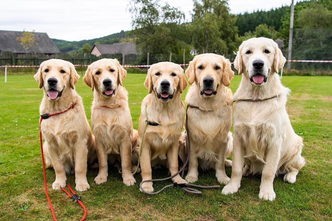 The Dogist On Instagram Playboy Pippa Onyx Shane Orry