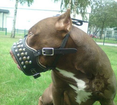 pitbull muzzle for sale