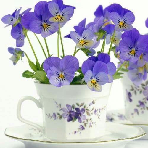 Amor Perfeito Teacup Flowers Pansies Beautiful Flowers