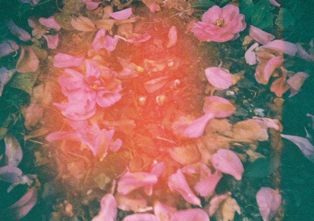 初めて手にしたフィルムカメラはLOMO 中古で買ったらまさかの感光しまくりでまともに撮れた写真の方が少ないという悲劇 身勝手な優しさが 最愛の人を傷付けること #フィルムに恋してる #film_jp #ふぃるむ寫眞 #フィルムの灯を絶やさない #フィルム写真部 #tokyocameraclub #photographyislife #indy_photolife #キリトリセカイ #生活とフィルム #thefilmcommunity #フィルム写真撮ってる人と繋がりたい #写真で伝えたい私の世界 #フィルムカメラ #filmphotography #film #filmcamera #キタムラ写真投稿 #photo_jpn #phos_japan #indies_gram #igersjp #写真好きな人と繋がりたい #Lomography #lomo #analogfilm #analoguepeople #filmfeed #analogue #filmcommunity
