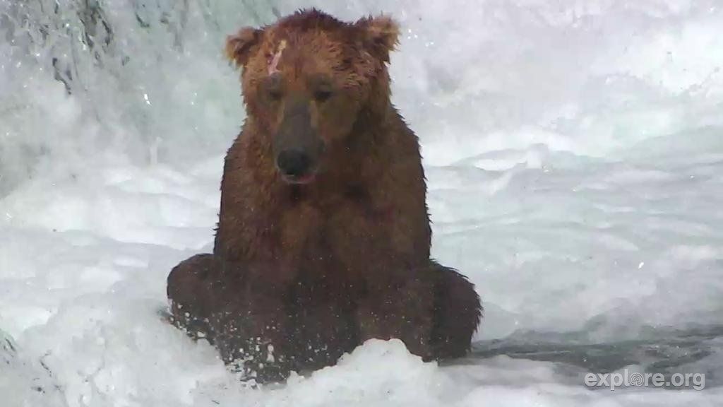 Otis when he arrived at Brooks Fall in July Katmai national park