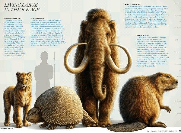 animal age chart animal age chart