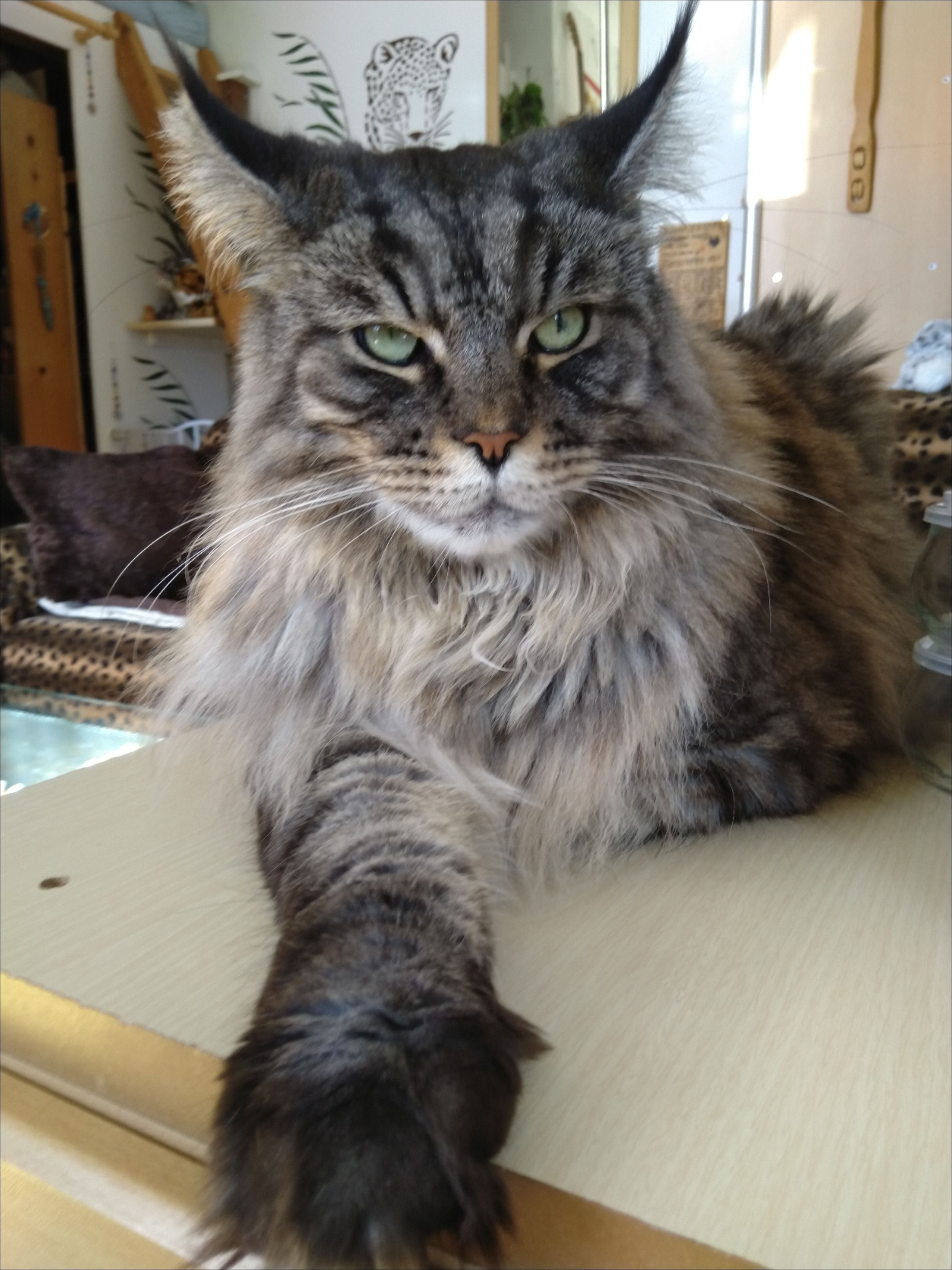 148 5 Tys Otmetok Nravitsya 500 Kommentariev Cats Of
