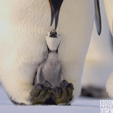 Even Though They Haven T Eaten In Months Penguin Dads Have Held Back A Thick Sort Of Milk To Feed Their Babies Bbc America Episode 5 America Sign