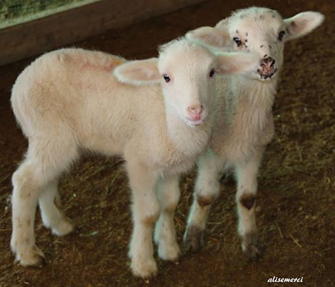 log in or sign up animals puppies sheep log in or sign up animals puppies sheep