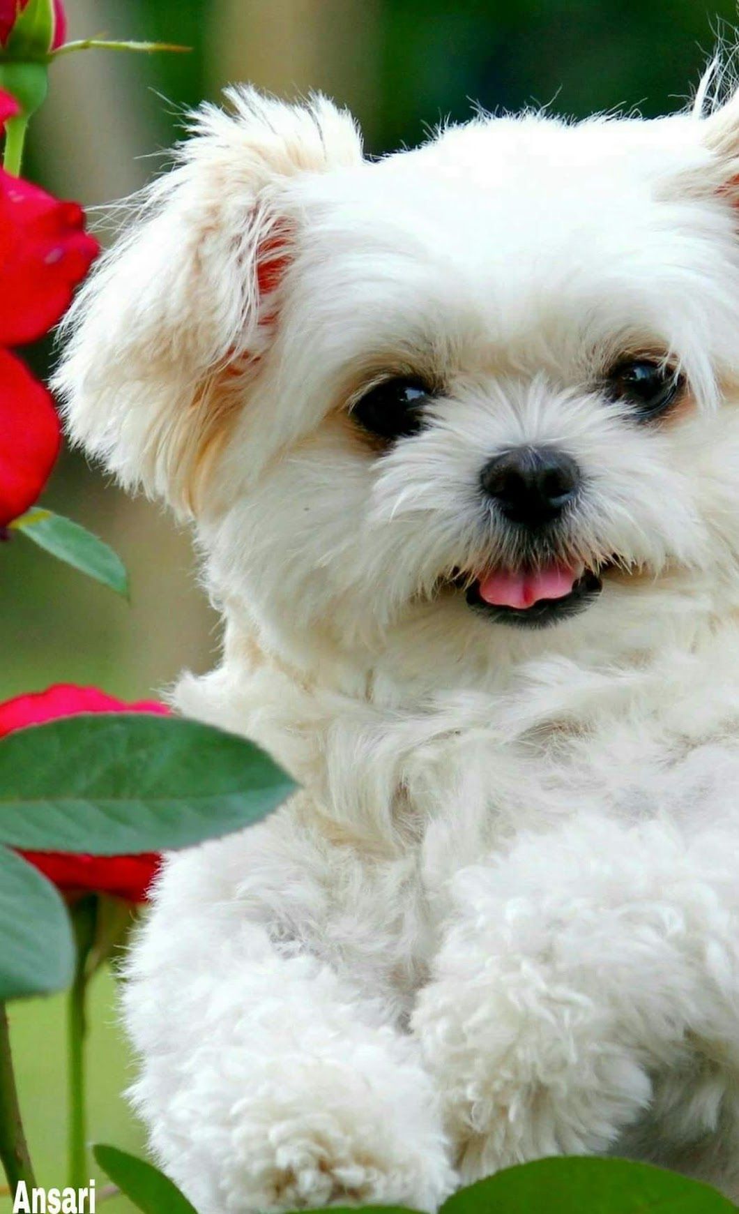 Sign In Cute White Puppies Cute Puppy Wallpaper Cute Animals Puppies
