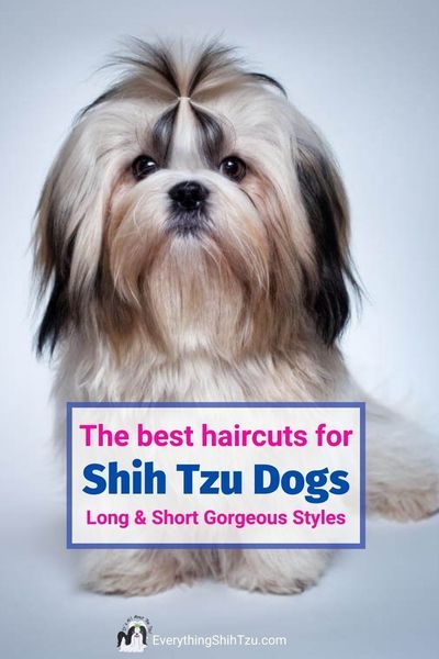 Shih Tzu grooming styles reflects the temperament of your dog. But, it has to be manageable for the dog mom too. Check out these Shih Tzu haircuts for some inspiration #shihtzuhaircuts #everythingshihtzu #shihtzugrooming Dog Grooming Styles, Puppy Grooming, Dog Grooming Supplies, Havanese Grooming, Shih Tzu Puppy Cut, Shih Tzu Poodle Mix, Pomeranian Mix, Poodle Puppy, Shih Tzu Hair Styles
