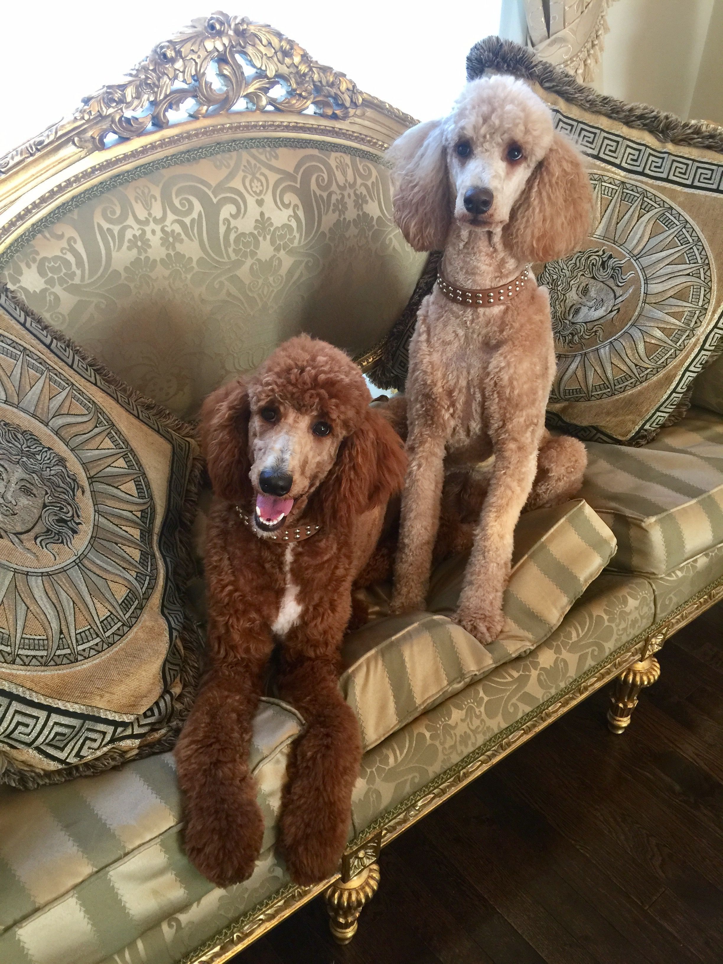 Standard Poodle Storm Bella Dog Trends Poodle Dog Cute Dogs