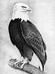 bald eagle drawings capturing the magic of a national symbol
