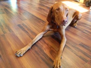 Vizsla On A Wood Floor Viszla Fever Dogs Baby Animals Vizsla On A Wood Floor Cute Little Animals Baby Best Dog Breeds