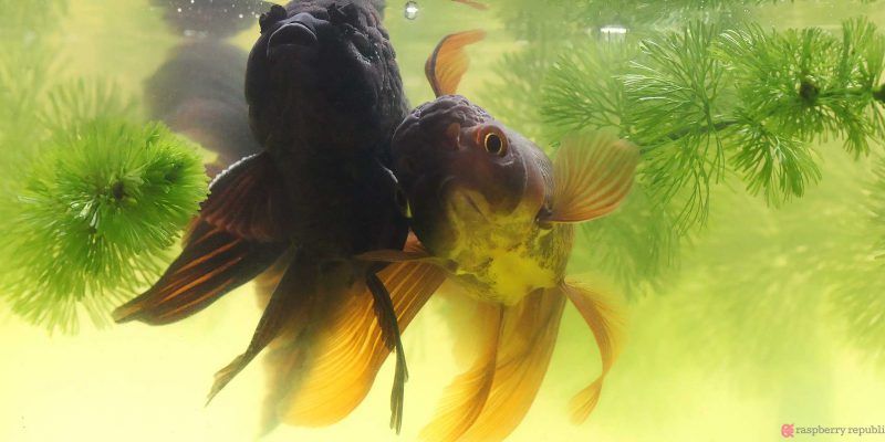 ラクラク稚魚飼育17 経過観察 E11 金魚飼育マニュアル 木苺共和国 金魚 飼育 金魚 金魚 稚魚 ラクラク稚魚飼育17 経過観察 E11 金魚飼育マニュアル 木苺共和国 金魚 飼育 金魚 金魚 稚魚