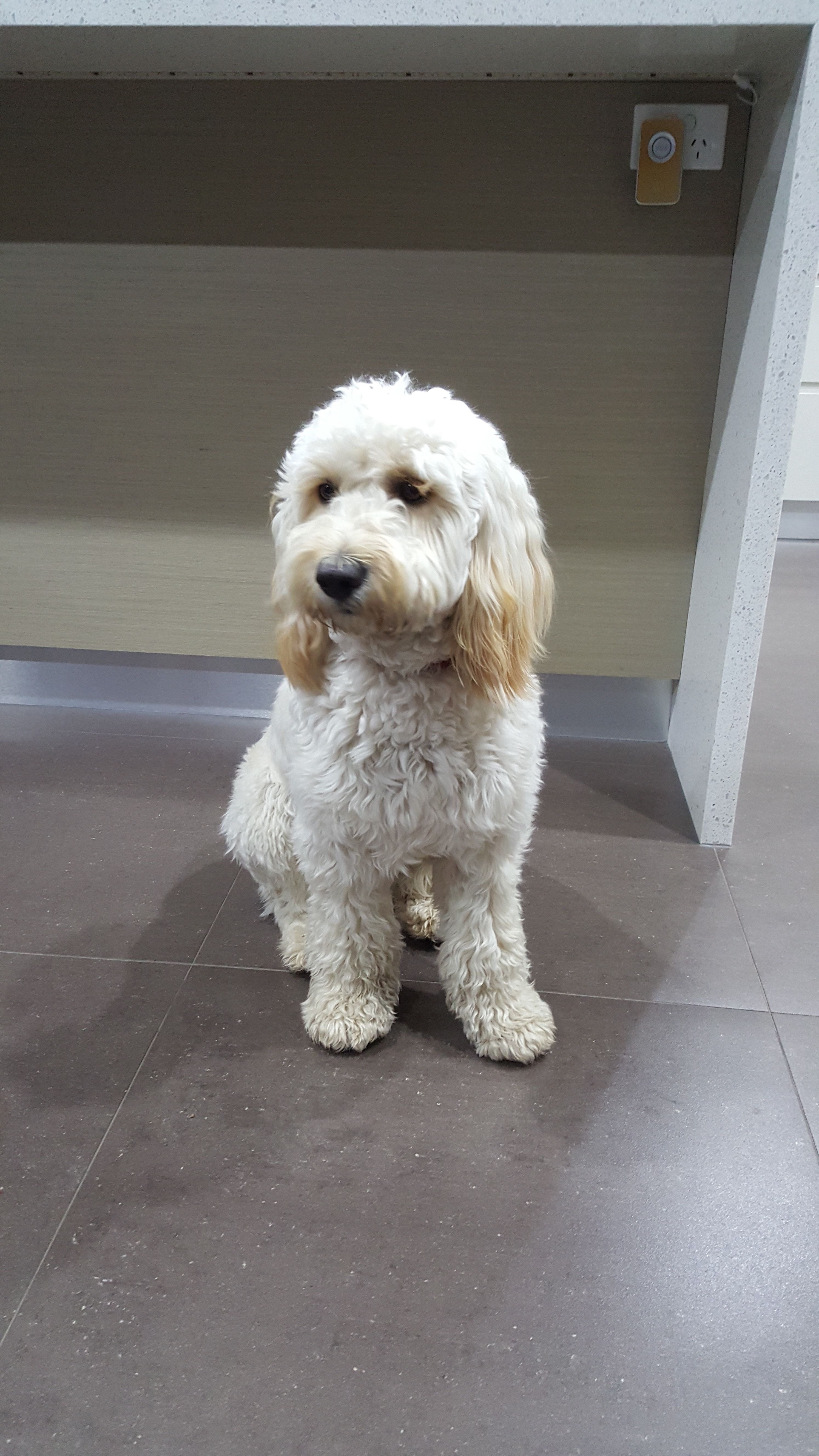 One Of Poppie S Mini Groodles At 12 Months Goldendoodle Smart