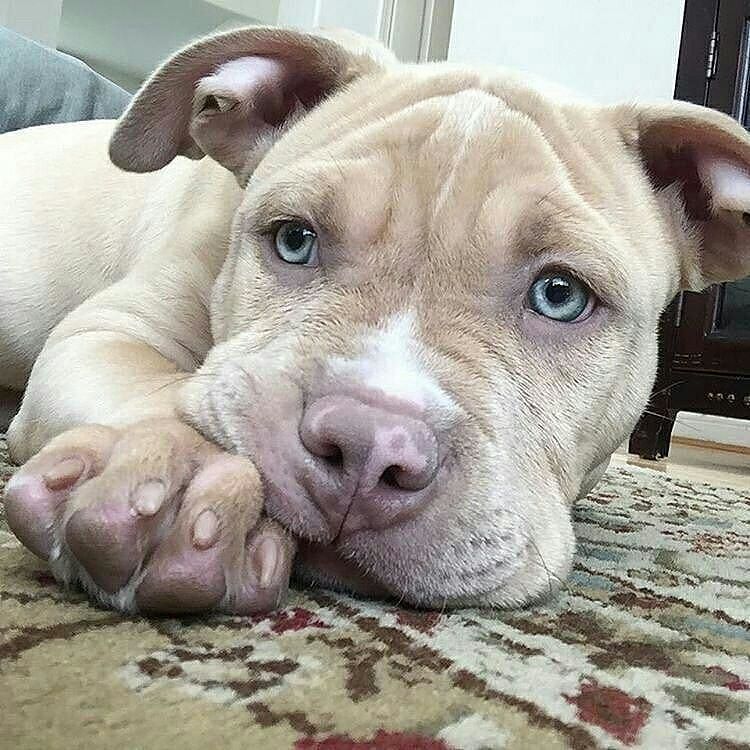 Awww Such An Adorable Pitty Look Her Pretty Blue Eyes I Am In
