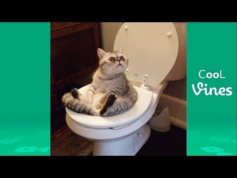 Funny Cats Acting Like Humans Compilation 2015 Youtube Dog Vines Funny Cat Videos Challenges Funny