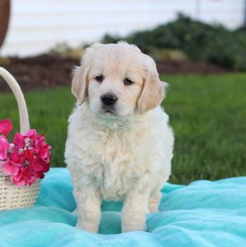 Un Angel Goldenretrieverpuppies6weeksold Puppies Golden