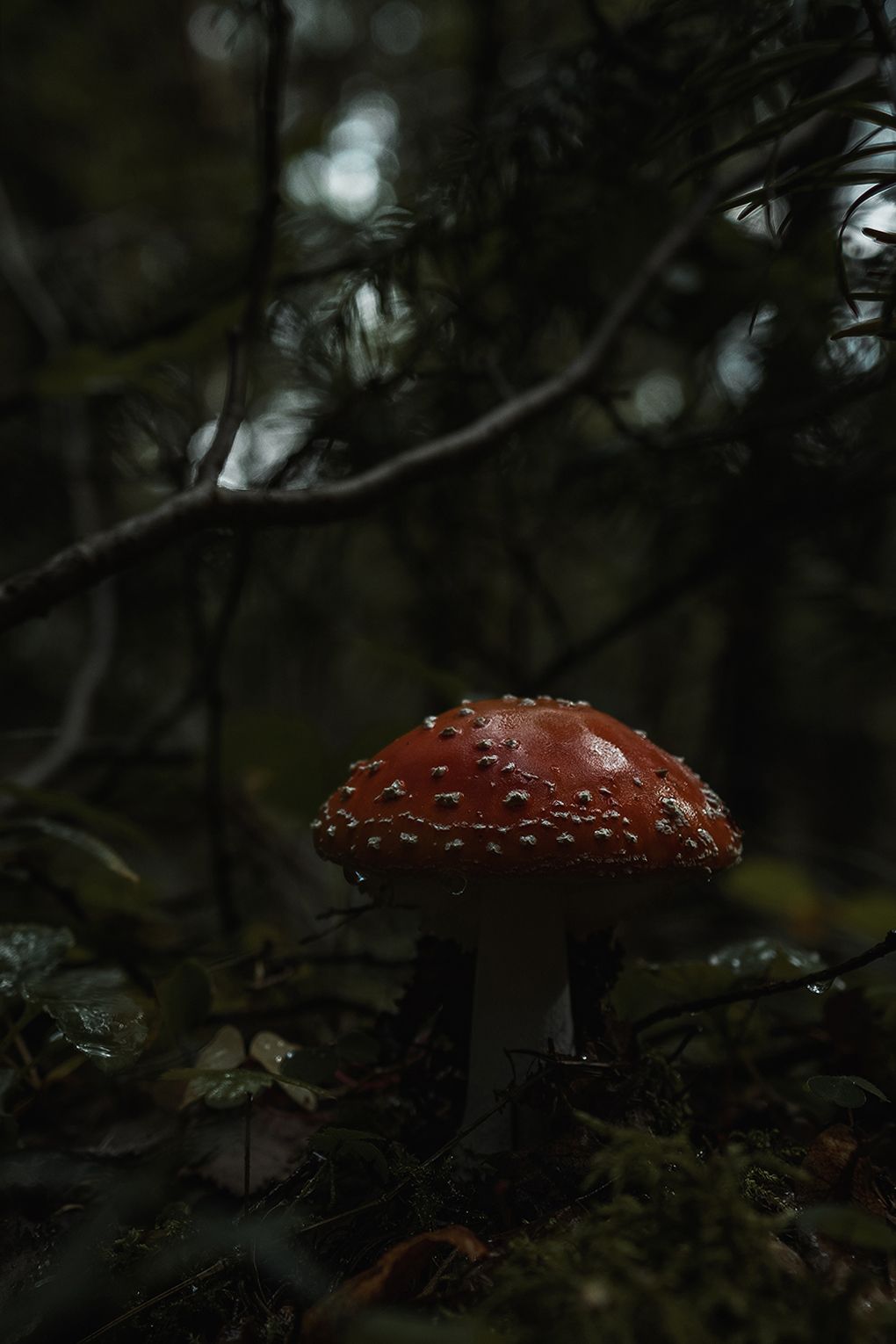 Лес с мухоморами
