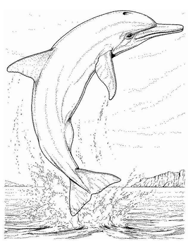 Coloriage Dauphin A Imprimer Gratuitement Dolphin Coloring Pages Shark Coloring Pages Animal Coloring Pages Coloriage Dauphin A Imprimer Gratuitement Dolphin Coloring Pages Shark Coloring Pages Animal Coloring Pages