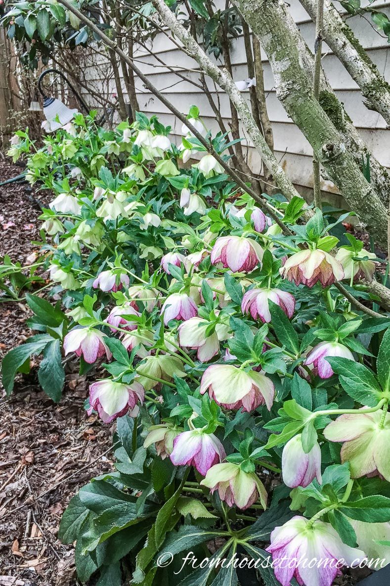 15 Stunning Perennial Ground Cover Plants That Thrive In The Shade
