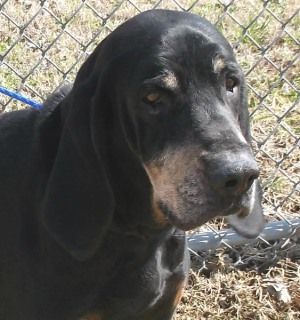 Black Tan Coonhound M Senior Named Cletus In Olive Branch Ms